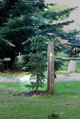 Abies veitchii 'Pendula' - jedle veitchova - celek